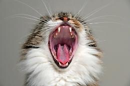 Lettiere per gatti, ecco l'Iva al 22%: cosa cambia per chi vive con un micio