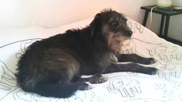 Esplode un petardo e il cane Dora scappa agli anziani padroni: il quartiere si mobilita per cercarla