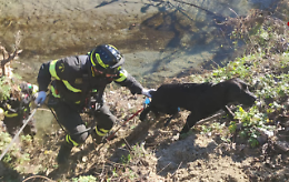 Il Labrador Brando rischia di annegare nel Sangone, ma arrivano i pompieri e lo salvano