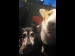 Trovati due cani nel parco della Maddalena, chi è il proprietraio?