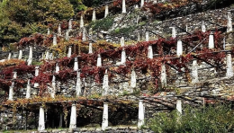 I vigneti "eroici" del Mombarone ora sono patrimonio rurale e nazionale