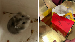 Orbassano: criceto abbandonato tra i rifiuti, il regalo di Natale non gradito che commuove il web