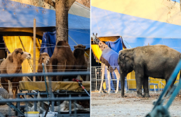 Il circo è sotto sequestro e gli animali restano bloccati: cosa sta succedendo alla Pellerina