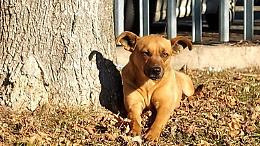 Gina, il cane che ha scelto di vivere in carcere