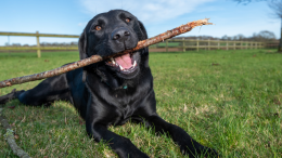 Il fiuto dei cani può salvare il tuo calice di vino: la rivoluzione nelle vigne californiane