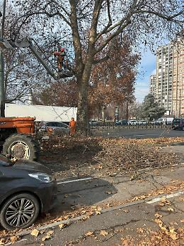 Potatura degli alberi di corso Giulio Cesare: «Era attesa da anni»