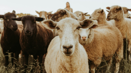 Piemonte, vaccinazione obbligatoria per fermare l'epidemia di Blue Tongue