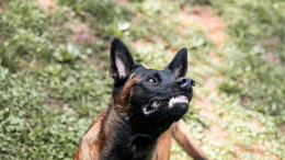 Inseguimento rocambolesca a Torino: poliziotto morso dal cane di un pusher dopo il tentativo di fuga