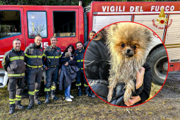 La storia di Kiki, il cucciolo caduto nel fiume e salvato per miracolo dai vigili del fuoco
