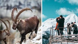  Stambecchi sulle Alpi, boom di esemplari nel Parco del Monviso