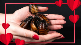 Addio ex! A San Valentino puoi dargli il nome di uno scarafaggio