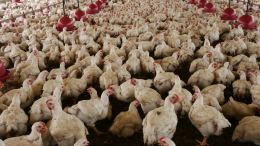 Focolaio di aviaria a Chivasso, abbattuti 55mila polli e galline: «Ma il contagio è contenuto»