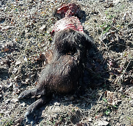 Ritrovata una carcassa di cinghiale sbranata dai lupi nel gassinese