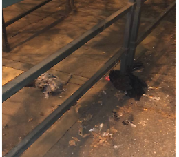 Macabro ritrovamento nel centro di Torino: due galline morte alla fermata del tram
