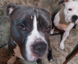 «Salviamo Leon e Sheyla». Il palazzo si mobilita per i due cani senza padrona da 20 giorni