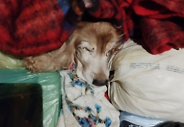 Cane gettato nel bidone dei rifiuti: vergogna in piazza Galimberti