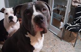 Leon e Shayla al sicuro grazie alle donazioni. Ma è ancora polemica
