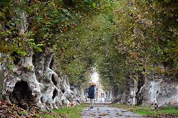 Manutenzione per gli Alberi Napoleonici di Cherasco