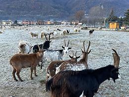 "Impedire gli accoppiamenti con gli stambecchi": al via l'abbattimento delle capre inselvatichite in Valsusa