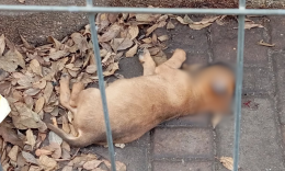 Cucciolo investito e abbandonato nel giardino, shock a Barriera di Milano