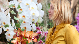  OrchiDay 2025: a Mercenasco il paradiso delle orchidee più belle