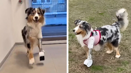 Storia di Rio, il cane amputato che è tornato a correre grazie a una zampa bionica 