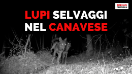 Lo spettacolo della natura a due passi da casa: lupi selvaggi sulle colline piemontesi