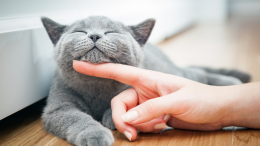 Giornata Nazionale del Gatto: i benefici che i felini portano per il benessere e la qualità della vita 