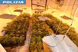 Scoperta una serra di marijuana in un albergo abbandonato ad Alessandria: quattro arresti