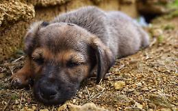 Perché è il mio cane preferisce dormire a terra anziché nella sua cuccia?