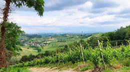 Corso di viticoltura biologica ad Alba: opportunità di formazione per aziende bio e in conversione