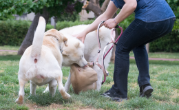 Botte al cane e coltellate al vicino di casa: condannato l'ex consigliere comunale