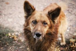 Affitti negati ai proprietari di animali, una sfida a Carmagnola