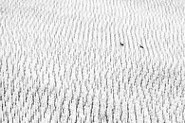 I vincitori del World Nature Photography Awards 2025