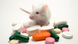 Cile: stop alla sperimentazione sugli animali per i cosmetici, ma si può fare di più