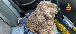 Incendio in un caseggiato a Campiglione Fenile: tre cani sono rimasti intossicati
