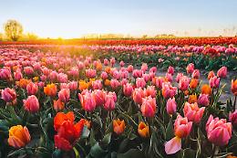 Nel Canavese il primo campo di tulipani olandesi