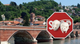 San Mauro Torinese: l'invasione di topi nelle case e l'intervento del consiglio comunale