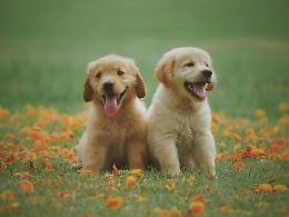 Rivoli avvia la Consulta per una città più pet-friendly 
