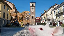 Allarme topi a Chivasso, trovate tracce vicino a scuola e in municipio