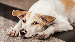  Cani "vaganti" per le strade di Foglizzo, interviene il Comune 