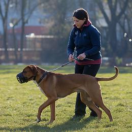 Grugliasco a 6 zampe: 7 incontri gratuiti per capire e vivere meglio con il tuo cane