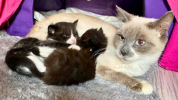 Più di 70 gatti in un appartamento. «Per salvarli servono soldi e cibo, aiutateci»