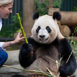 Perché i panda mangiano solo bambù?
