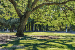 Investiti 200 mila euro per il verde urbano in un progetto di rigenerazione e decoro