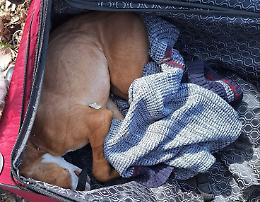 Torino, trovato pitbull morto dentro una valigia 