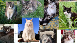 Coccole e bontà al MicioVillaggio: tornano le merende solidali per i gattini del rifugio