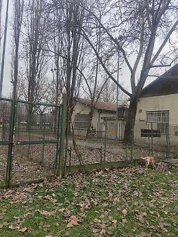 «Un’area cani nel parco Crescenzio». La richiesta dei padroni degli animali