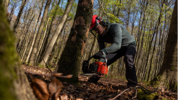 Un albero cade sui manifestanti che protestano per gli abbattimenti: due feriti al parco del Meisino