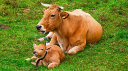 Una mucca partorisce in mezzo alla strada, caos sulla provinciale in Canavese